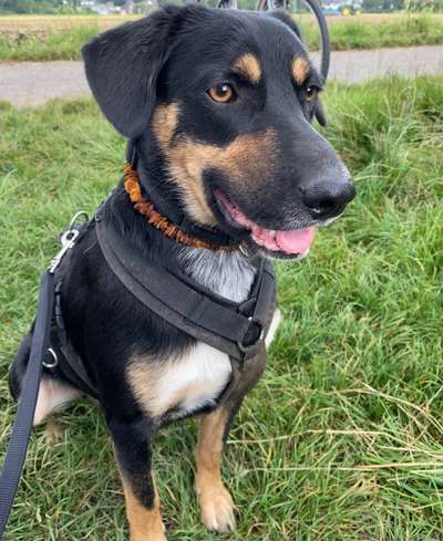 Griechische Bracke-Beitrag-Bild