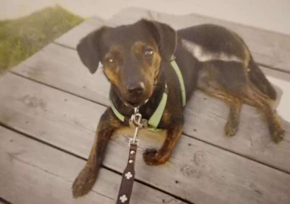 Welpen Bilder !-Beitrag-Bild