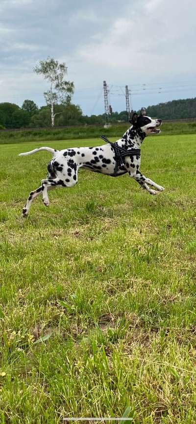 Die Dogorama Monats Challenge "Es grünt und blüht"-Beitrag-Bild