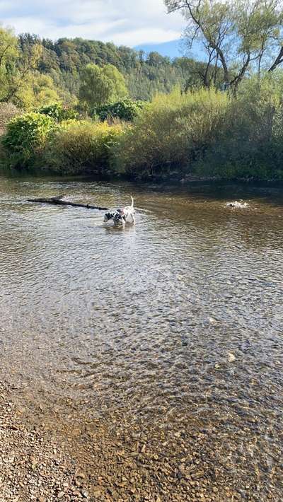 Dogorama-Monats-Challenge-Mai "Wasser"-Beitrag-Bild