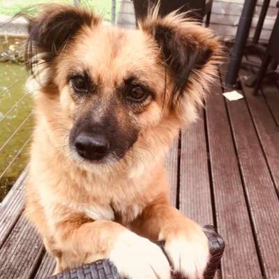 Hundetreffen-Hunde Treffen-Profilbild