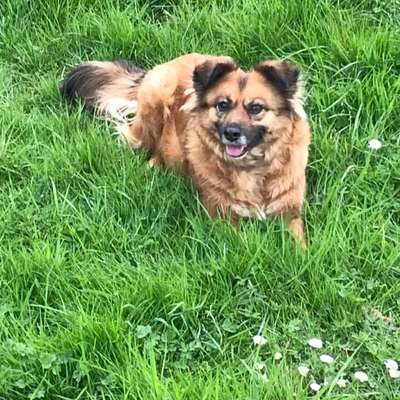 Hundetreffen-Hunde Treffen-Bild