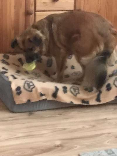 Unsere Fellnasen-Vielfalt im Überblick!-Beitrag-Bild