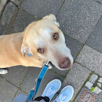 Hundetreffen-Regelmäßige Spaziergänge-Bild