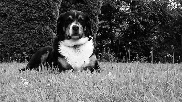 Foto-Challenge 76: Foto in Schwarz-Weiss-Beitrag-Bild