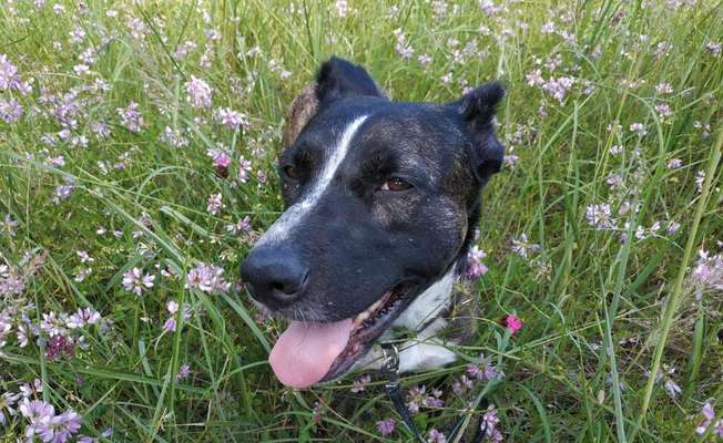 Die Dogorama Monats Challenge "Es grünt und blüht"-Beitrag-Bild