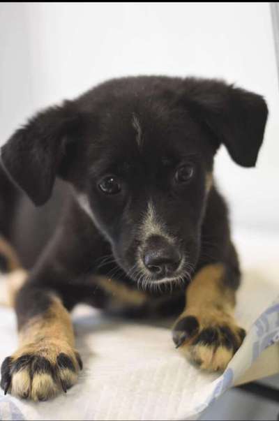 Tierschutzhund ist meine Lieblingsrasse-Beitrag-Bild