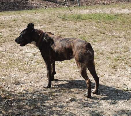 Tierschutzhund ist meine Lieblingsrasse-Beitrag-Bild