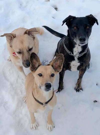 Tierschutzhund ist meine Lieblingsrasse-Beitrag-Bild