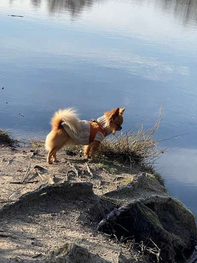 Dogorama-Monats-Challenge-Mai "Wasser"-Beitrag-Bild