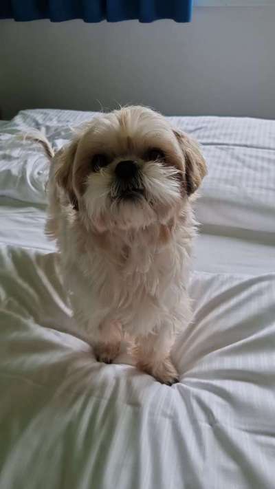 Vor dem Friseur - nach dem Friseur-Beitrag-Bild