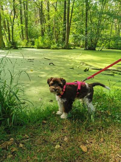 Zwergschnauzer gesucht-Beitrag-Bild