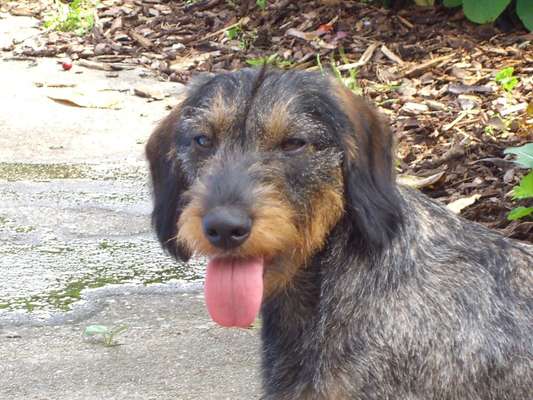 Fotochallenge Nr. 59 - Mein Hund zeigt die Zunge-Beitrag-Bild