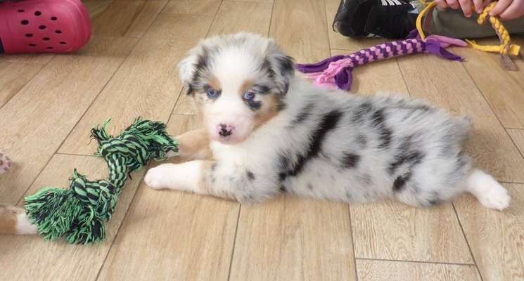 Als Welpen sind sie alle noch süßer-Beitrag-Bild