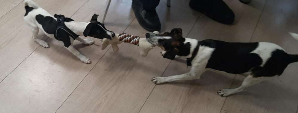 FOTO CHALLENGE 77 - Dein Hund im Spiel-Beitrag-Bild