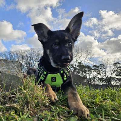 Hundetreffen-Welpentreff in Mönchengladbach-Bild