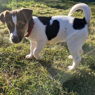 Hundetreffen-Welpen Treff-Bild