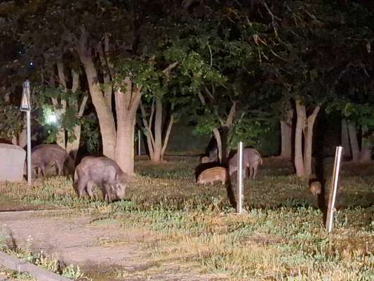 Giftköder-Wildschwein-Rotte mit Frischlingen-Bild