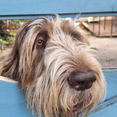 Hundetreffen-Spieletreff-Bild