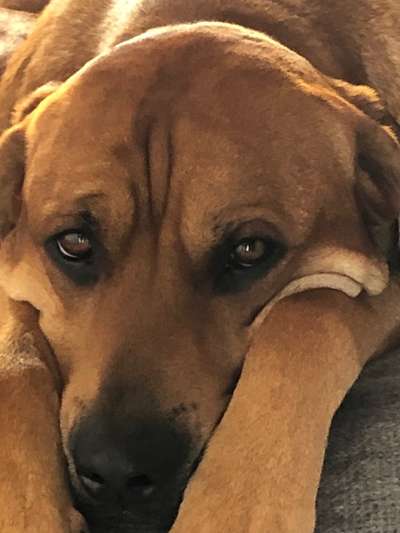 Rhodesian Ridgeback-Beitrag-Bild
