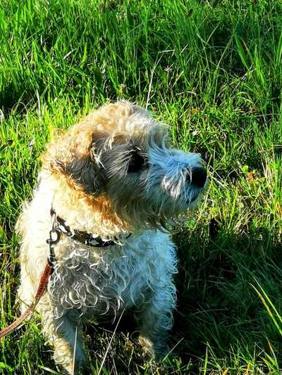 Wo sind die Jack und Parson Russell Terrier?-Beitrag-Bild