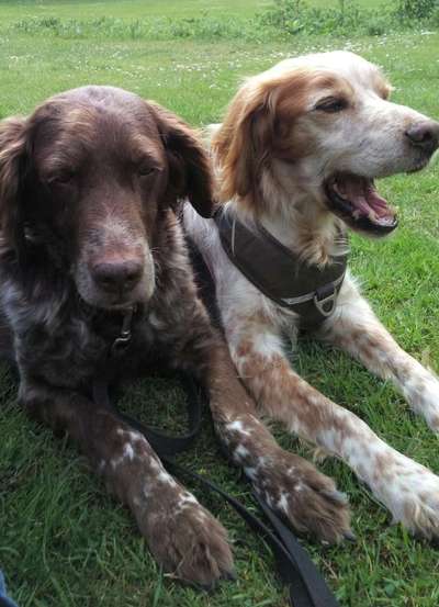 Epagneul Breton-Beitrag-Bild