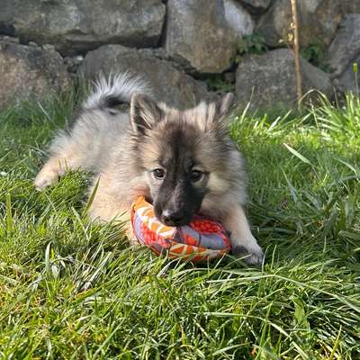 Hundetreffen-Welpenspielen in Hüfingen und Umgebung!-Bild