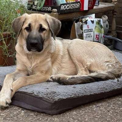 Hundetreffen-Nia Kangal-Mix (8 Monate alt) sucht Spielfreunde-Bild