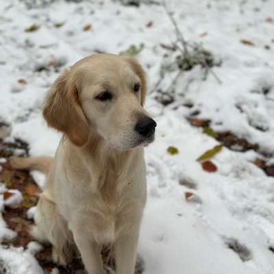 Hundetreffen-Spieletreff Bensheim-Bild