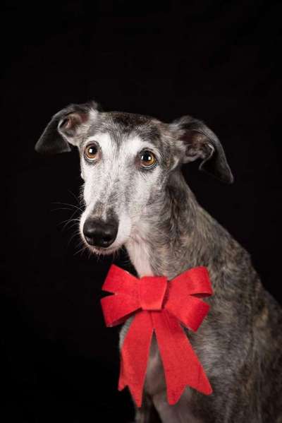 Windhunde - Treffen der besonderen Schönheiten
HERZLICH WILLKOMMEN-Beitrag-Bild