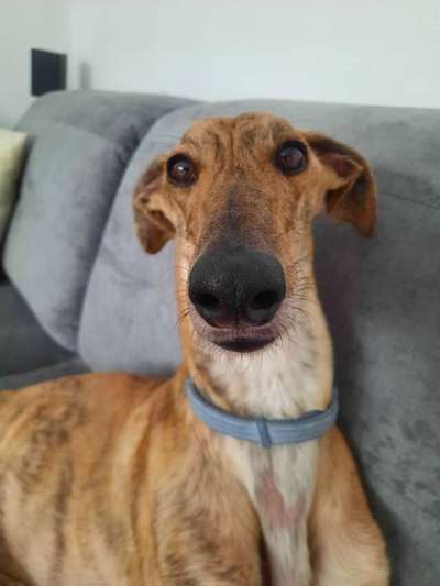 Windhunde - Treffen der besonderen Schönheiten
HERZLICH WILLKOMMEN-Beitrag-Bild