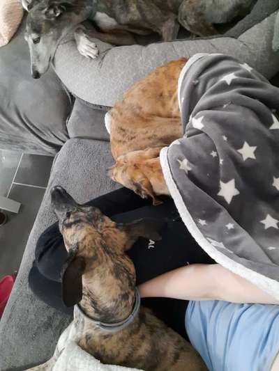 Windhunde - Treffen der besonderen Schönheiten
HERZLICH WILLKOMMEN-Beitrag-Bild