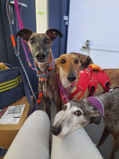 Windhunde - Treffen der besonderen Schönheiten
HERZLICH WILLKOMMEN-Beitrag-Bild