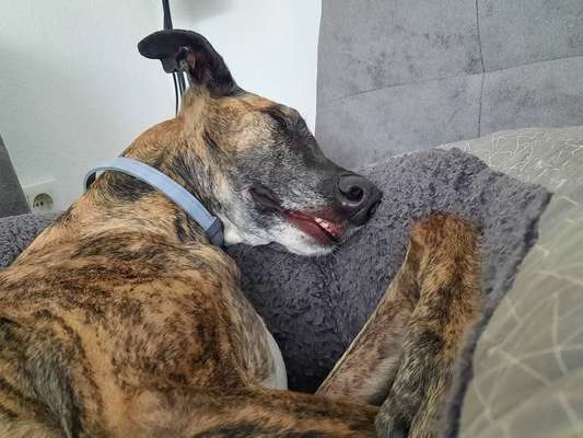 Windhunde - Treffen der besonderen Schönheiten
HERZLICH WILLKOMMEN-Beitrag-Bild