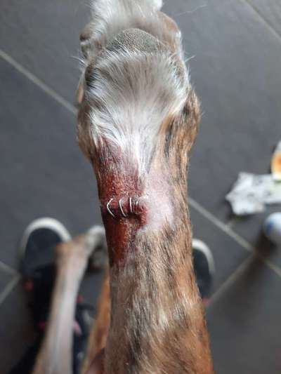 Windhunde - Treffen der besonderen Schönheiten
HERZLICH WILLKOMMEN-Beitrag-Bild