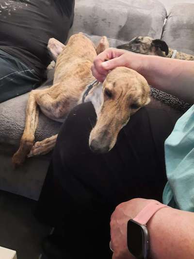 Windhunde - Treffen der besonderen Schönheiten
HERZLICH WILLKOMMEN-Beitrag-Bild