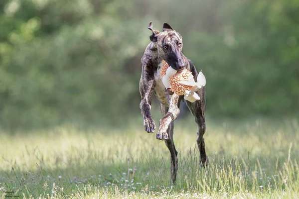 Windhunde - Treffen der besonderen Schönheiten
HERZLICH WILLKOMMEN-Beitrag-Bild