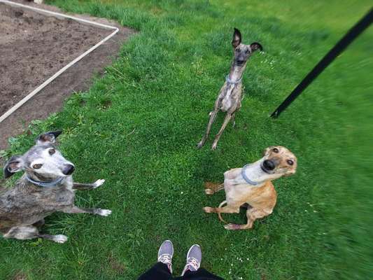 Windhunde - Treffen der besonderen Schönheiten
HERZLICH WILLKOMMEN-Beitrag-Bild