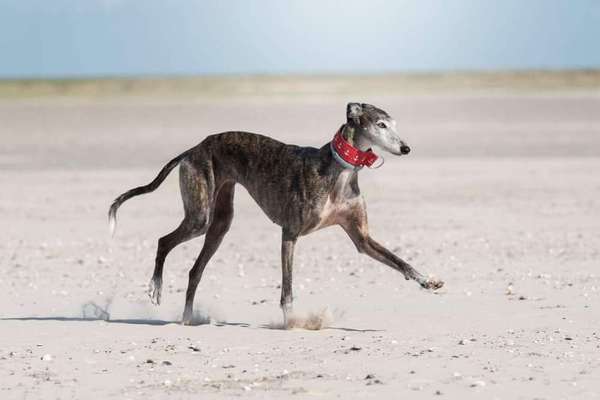 Windhunde - Treffen der besonderen Schönheiten
HERZLICH WILLKOMMEN-Beitrag-Bild