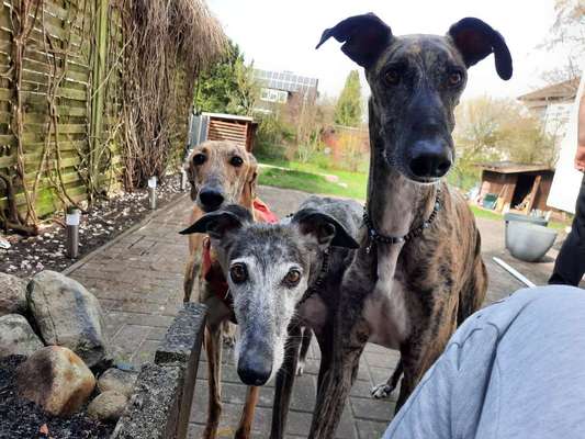 Windhunde - Treffen der besonderen Schönheiten
HERZLICH WILLKOMMEN-Beitrag-Bild