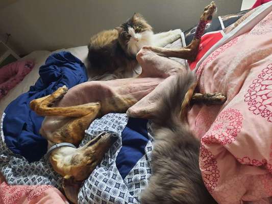 Windhunde - Treffen der besonderen Schönheiten
HERZLICH WILLKOMMEN-Beitrag-Bild