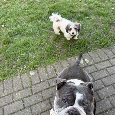 Was haltet ihr davon, wenn Fremde eurem Hund Leckerlies geben?-Beitrag-Bild