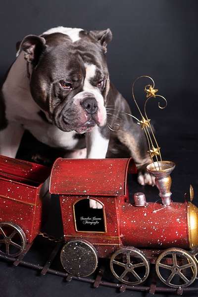 It's beginning to look a lot like.....-Beitrag-Bild