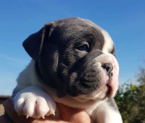 Welpen Bilder !-Beitrag-Bild