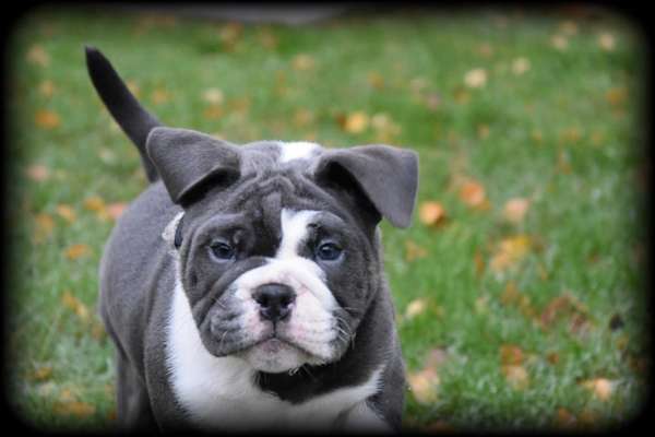 Welpenfotos-Beitrag-Bild