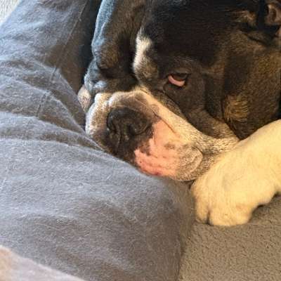 Was haltet ihr davon, wenn Fremde eurem Hund Leckerlies geben?-Beitrag-Bild