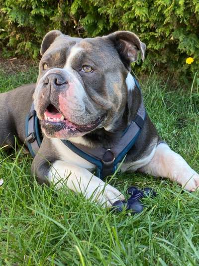 Olde English Bulldogge-Beitrag-Bild
