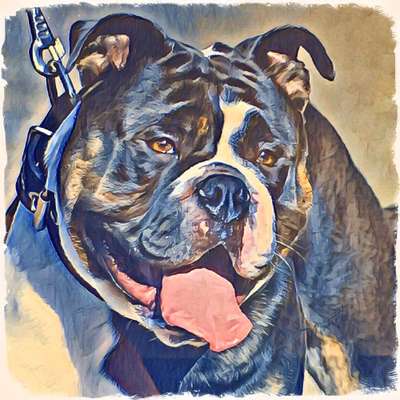 Olde English Bulldogge-Beitrag-Bild