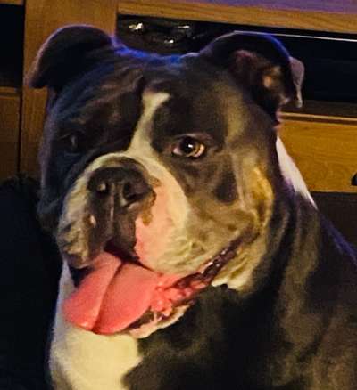 Fotochallenge Nr. 59 - Mein Hund zeigt die Zunge-Beitrag-Bild