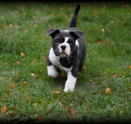 Olde English Bulldogge-Beitrag-Bild